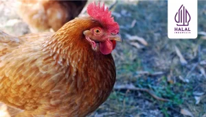 sertifikat halal pemotongan ayam