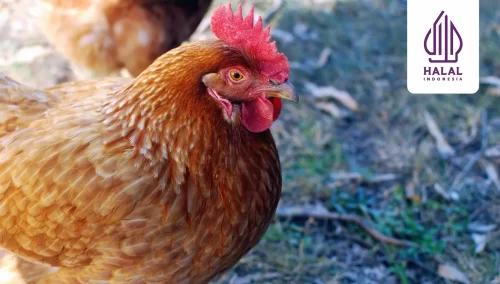 sertifikat halal pemotongan ayam